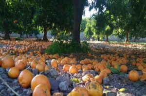 naranjas-en-el-suelo-750x375