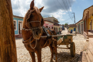 traccion-a-sangre (1)