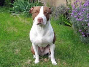 perro-pitbull-portada