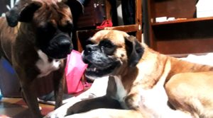mascotas perro