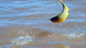 dorado