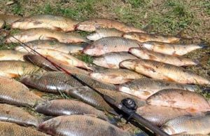pesca boga