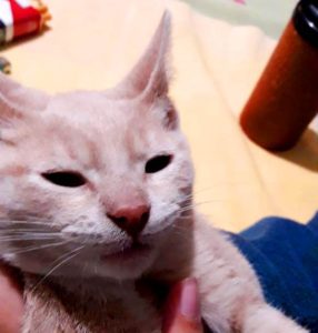 gato mascotas animal