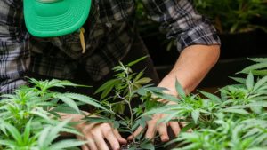 ley de cannabis