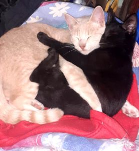 MASCOTAS GATOS ANIMALES