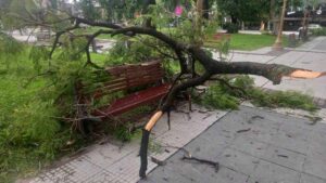 temporal arboles caidos