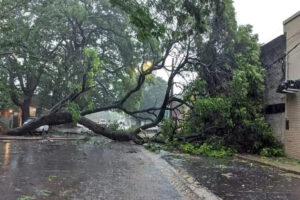 arbol-caido-tormaneta-destrozo