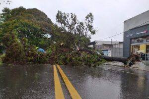 arbol
