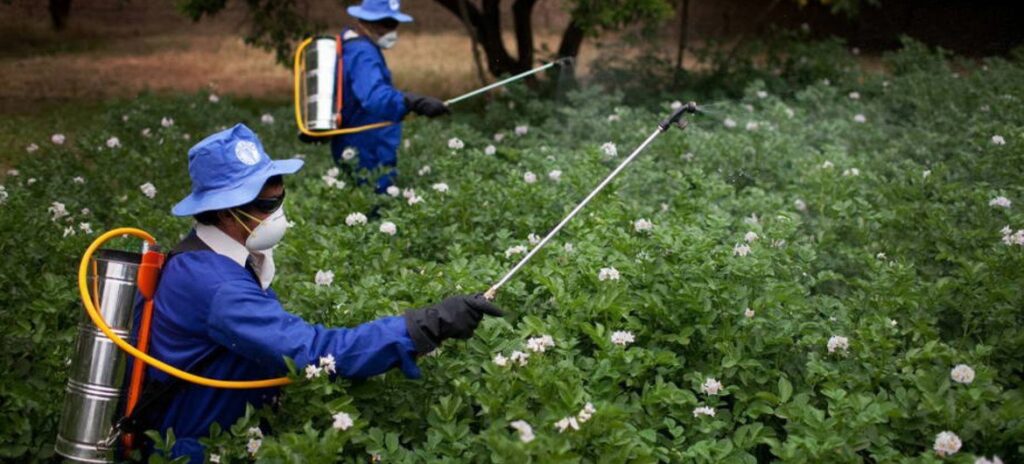 fumigacion Trabajadores agrícolas aplican pesticidas a un cultivo en Afganistán. Foto Danfung Dennis_FAO