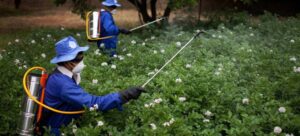 fumigacion Trabajadores agrícolas aplican pesticidas a un cultivo en Afganistán. Foto Danfung Dennis_FAO