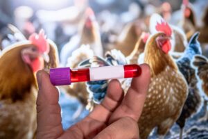 A hand holding a test tube labeled "H5N1" against a background of a chicken coop with chickens.