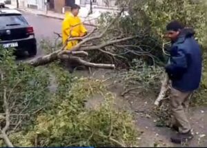 ARBOL CAIDO...